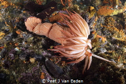 The rare walking Sea Anemone by Peet J Van Eeden 